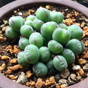 肉锥花多肉植物萌PP生石花番杏科群生口笛老桩口迪多头盆栽绿植