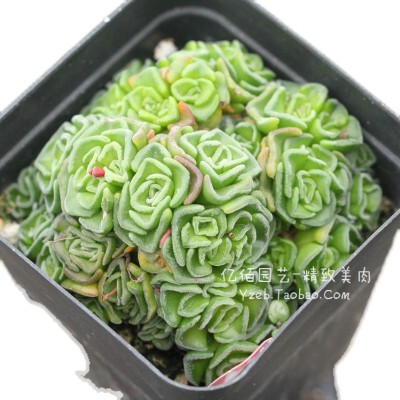 紫光多肉植物群生稀有肉肉 青锁龙属罕见小贵货室内盆栽花椿 方塔