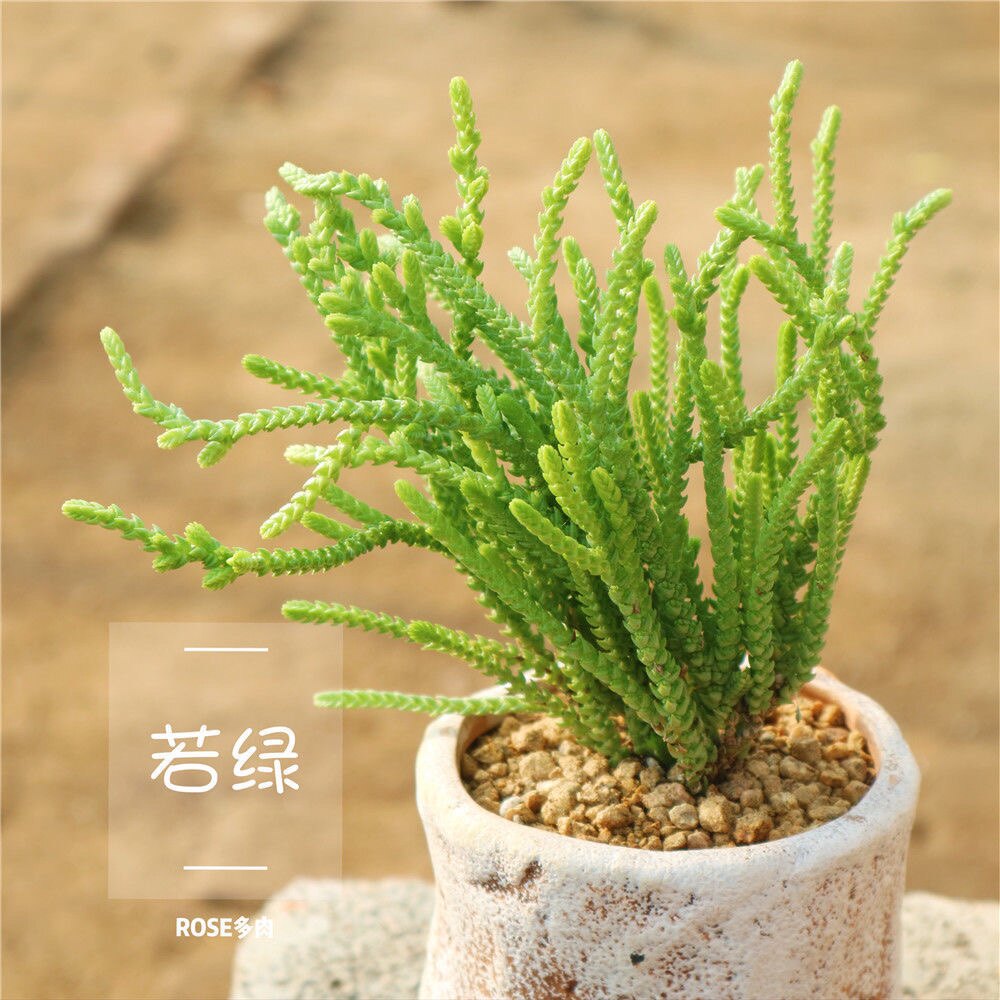 若绿青锁龙特色多肉植物小盆载防辐射萌趣肉肉花卉新手好养绿植