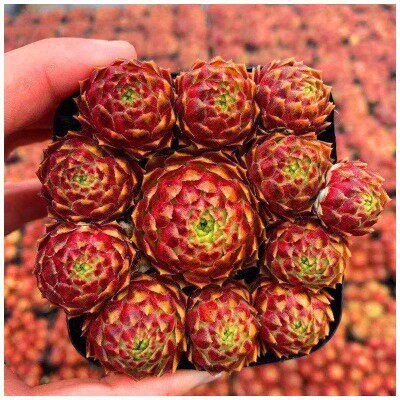 爱德华群生多肉植物长生草易爆盆多头超萌肉肉办公室内植物防辐射