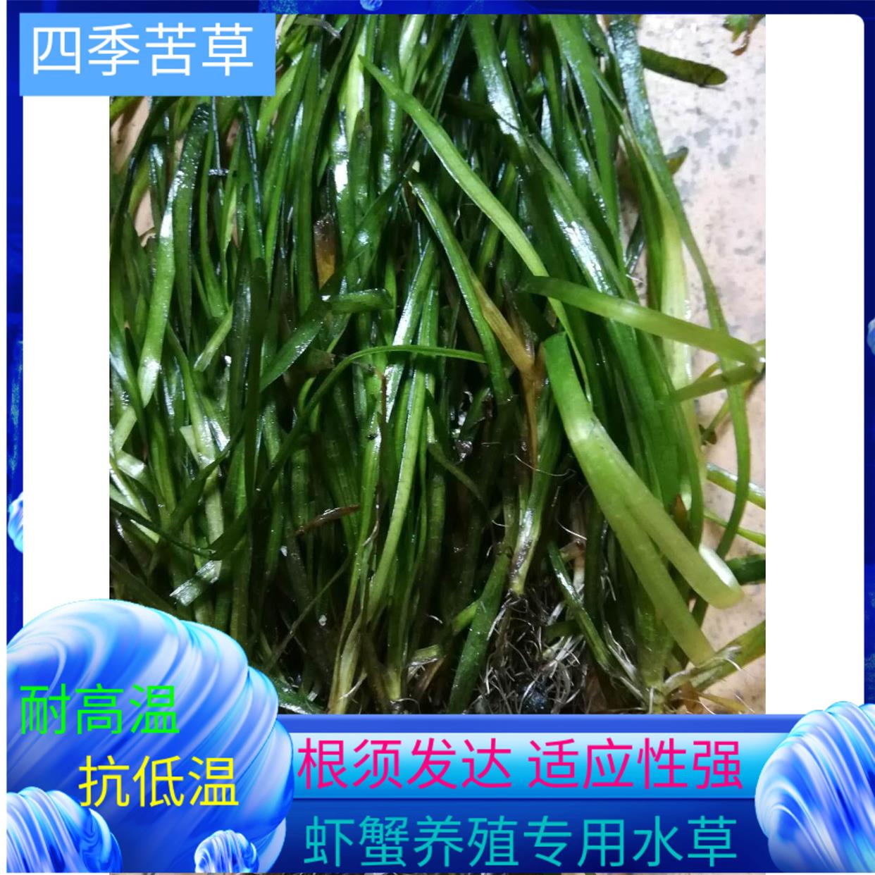 苦草长叶矮生新鲜四季常绿小龙虾螃蟹鱼塘养殖专用水草扁担草包邮