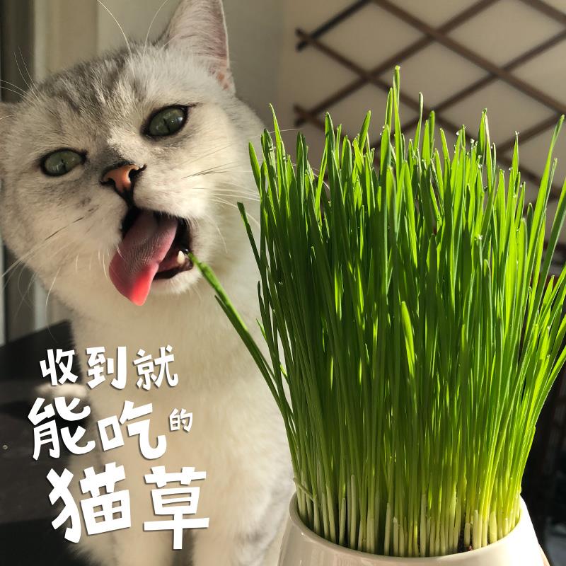 即食猫草盆栽排毛球已种好的纸杯新鲜麦草猫草催吐化毛球狗小麦草