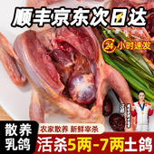 鸽子新鲜宰杀鲜活土鸽子农家散养鸽子肉炖煲汤乳鸽生鲜鸽子肉年货
