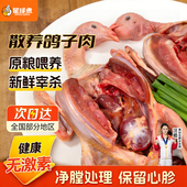 鸽子新鲜宰杀鲜活土鸽子农家散养鸽子肉炖煲汤乳鸽生鲜鸽子肉