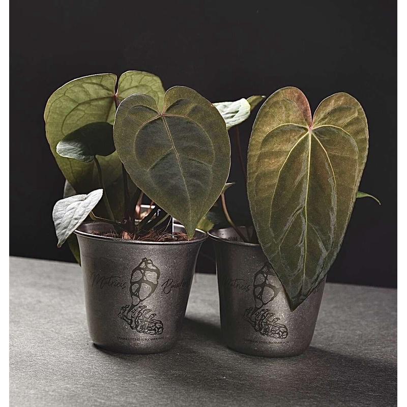 块根花盆 花烛盆 304不锈钢超厚 石洗做旧复古质感 潮流透气盆