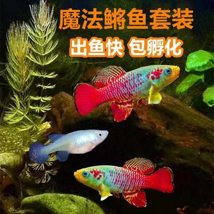 魔法小鱼鳉鱼可孵化小鱼太空鱼套装 青鳉 水+土=鱼热带鱼宠物鱼卵