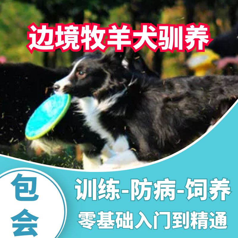 边境牧羊犬驯养技术教程饲养喂养选购边牧训练方法训犬技巧大全套