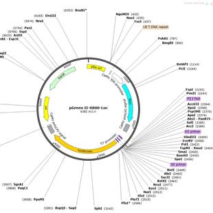 Luc质粒 0800 植物荧光素酶报告质粒 pGreen