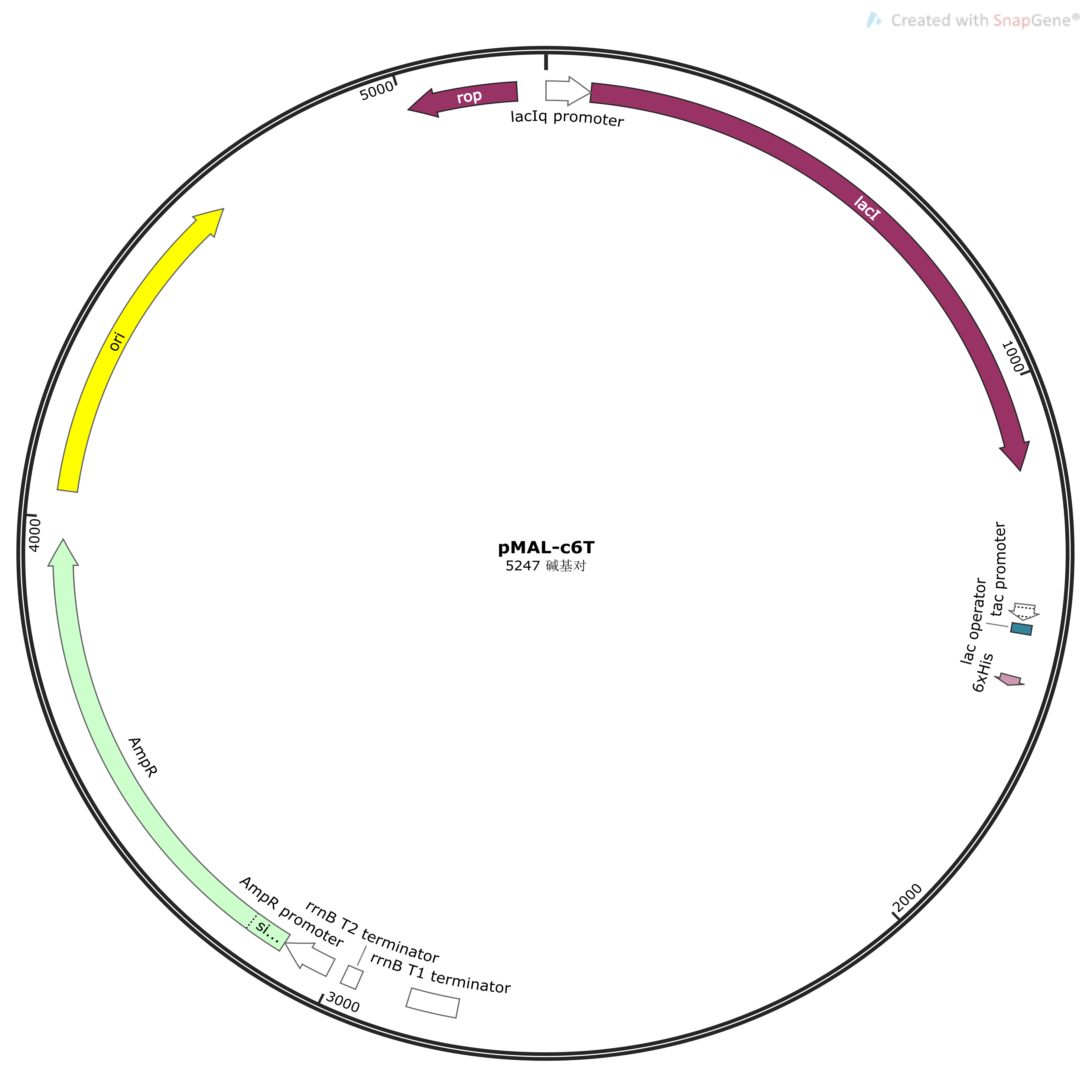 pMAL-c6T载体，pMAL-c6T质粒