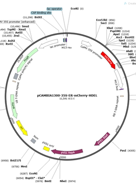 pCAMBIA1300-35S-ER-mCherry-HDEL 植物亚细胞质粒，内质网定位