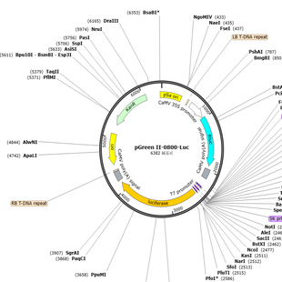0800 植物载体 Luc pGreen