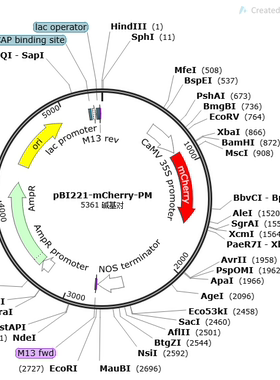 pBI221-mCherry-PM 质粒 植物亚细胞器定位 细胞膜  正品