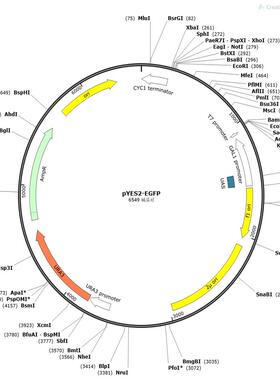 pYES2-EGFP pYES2  pYES2/CT  pYES2/NT A  质粒