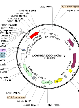 pCAMBIA1300-mCherry 植物 蛋白表达 空载体