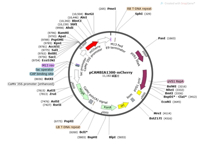 pCAMBIA1300-mCherry 植物 蛋白表达 空载体