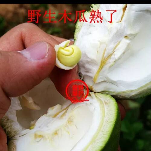 山西野生宣木瓜籽皮文冠果籽皮铁脚梨泡酒
