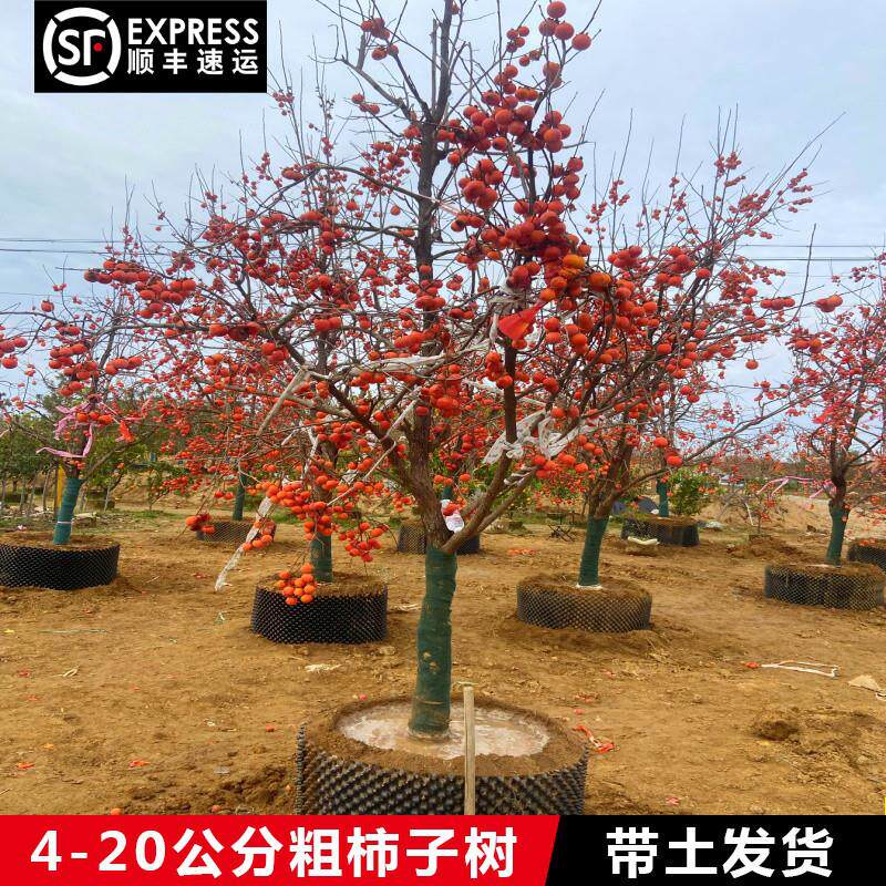 柿子树果苗红软柿无核脆甜灯笼柿苗南北方种植盆地栽特大庭院果树