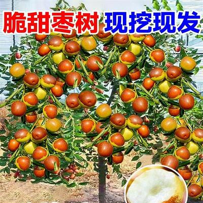 枣树活苗庭院种植当年结果嫁接冰糖枣超甜南北方盆地栽沾化冬枣树