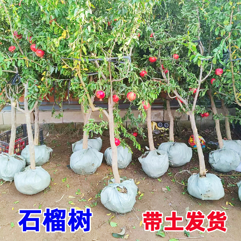 石榴树树苗特大老桩盆地栽突尼斯软籽甜石榴树南北方种植庭院果树