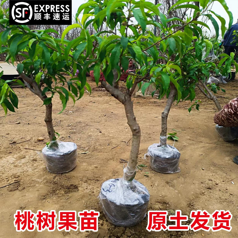 桃树果苗带土南北方种植当年结果