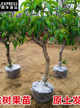 大桃树果苗黄桃水蜜桃冬桃红油桃树南北方种植当年结果嫁接桃子苗