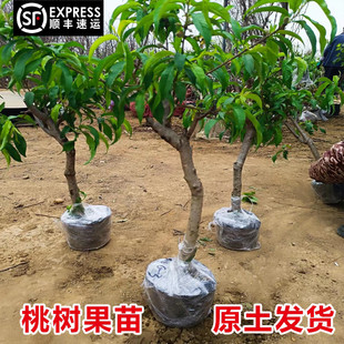大桃树果苗黄桃水蜜桃冬桃红油桃树南北方种植当年结果嫁接桃子苗