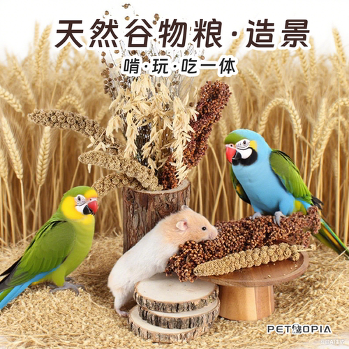 鹦鹉谷穗花草仓鼠粮食造景装饰