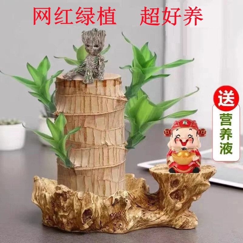 巴旦木盆栽家里植物禄植客厅办公室桌面摆件水培水养巴西木树木