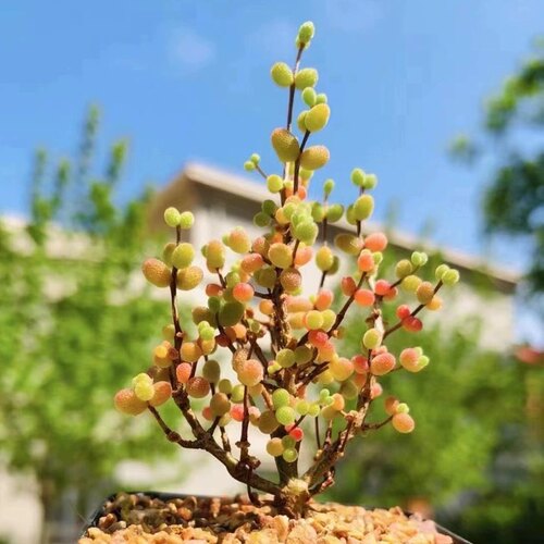 糖球枝干番杏米粒多肉植物室内稀有花卉小盆栽群生老桩四季好养活