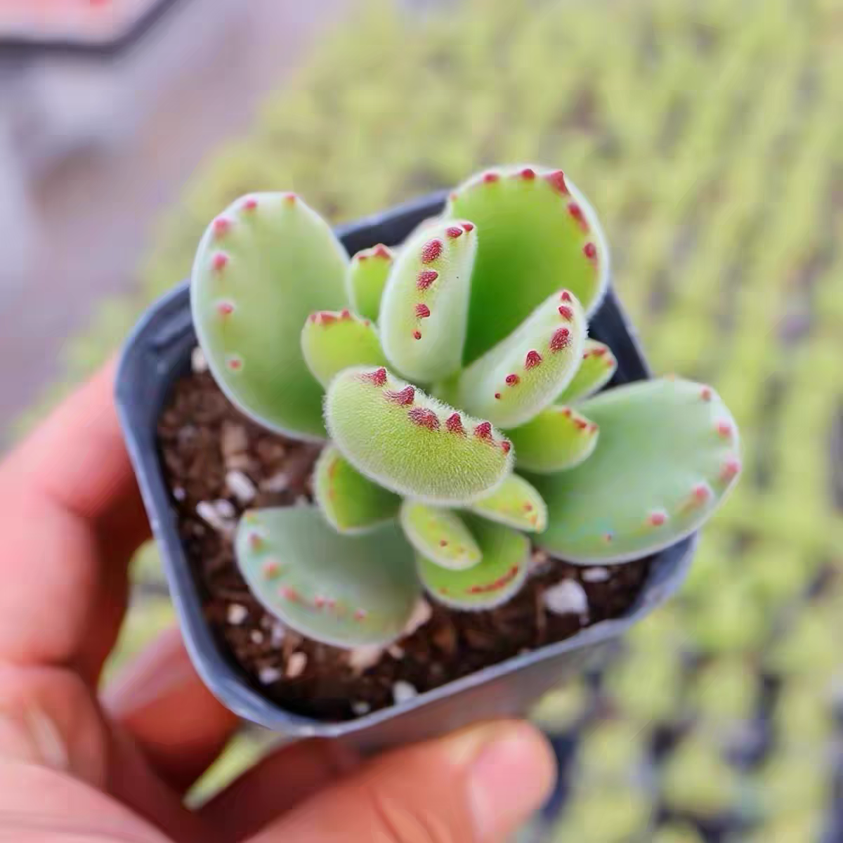 多肉熊童子绿熊白熊多头老桩贵货多肉植物