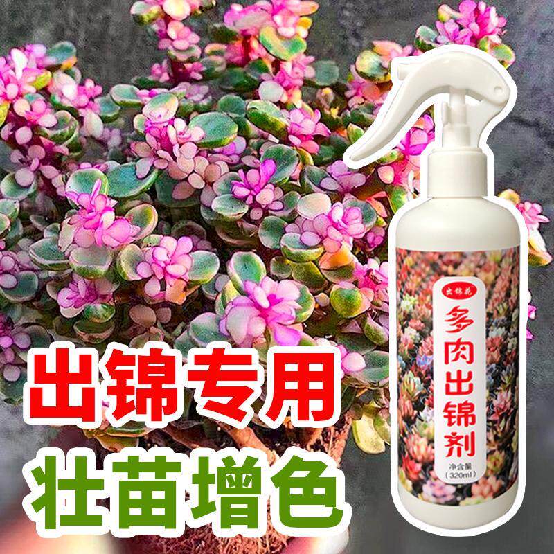 金枝玉叶出锦药专用增红变色剂多肉增色变红免稀释营养液
