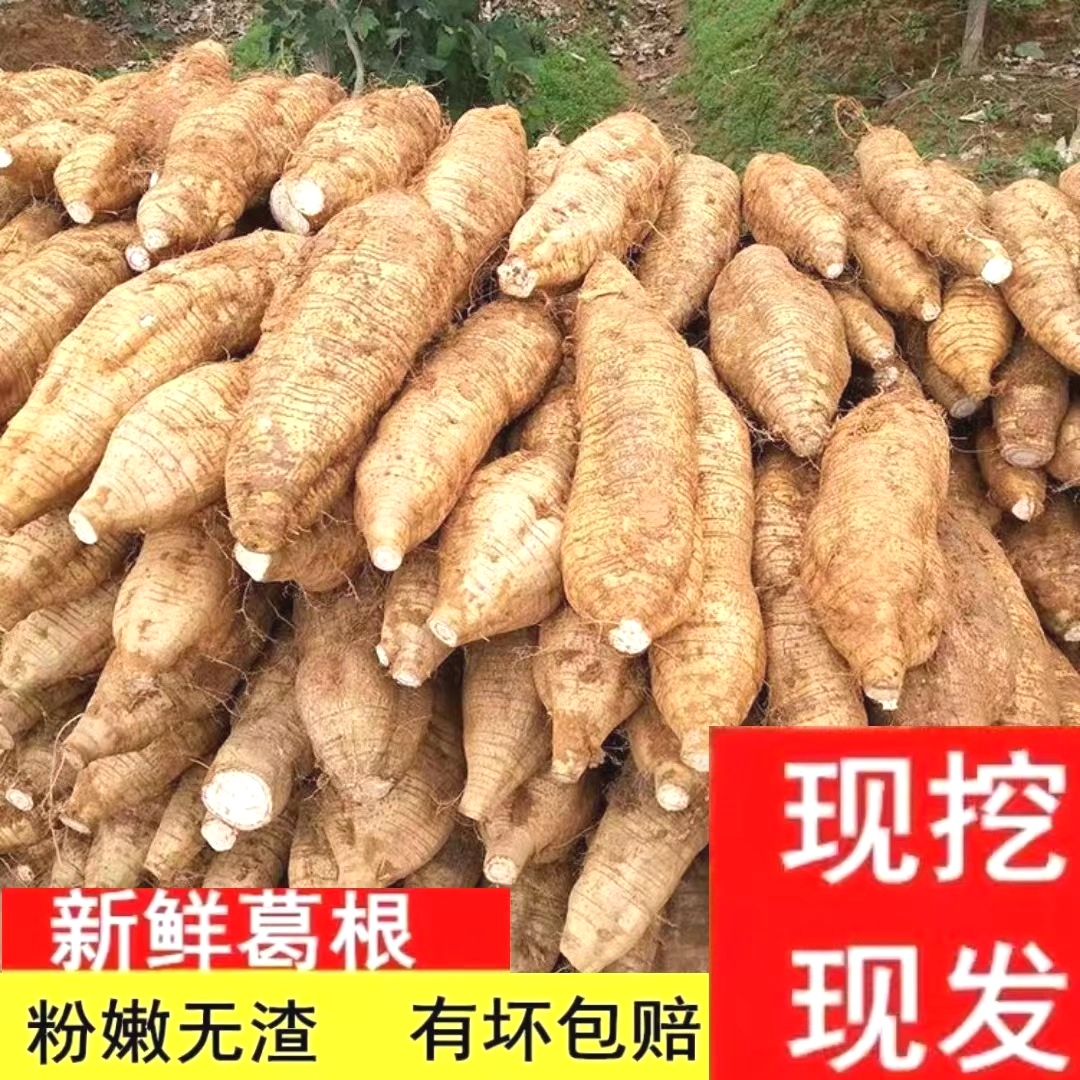 葛根新鲜广西桂林粉葛少渣现挖大山野葛薯煲汤解酒生