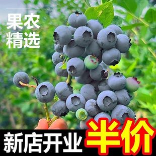 大凉山德昌蓝莓大果新鲜应季水果现摘现发蓝莓无籽孕妇宝宝鲜果