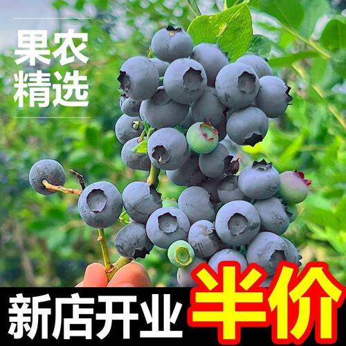 大凉山德昌蓝莓大果新鲜应季水果现摘现发蓝莓无籽孕妇宝宝鲜果