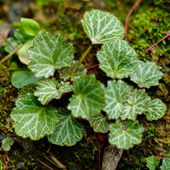 新鲜虎耳草中药材煮水药用植物滴耳朵草本中草药盆栽 包邮