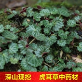 虎耳草中草药新鲜药用滴耳朵煮水去痒药用植物盆栽耳朵草中药材