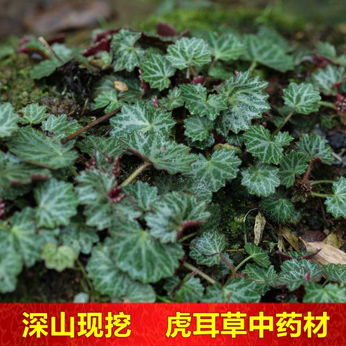 虎耳草除疹去痒滴耳朵