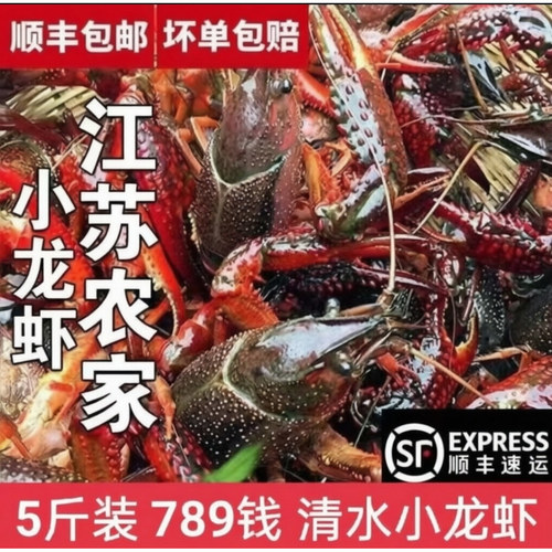 江苏盱眙小龙虾 新鲜活体789钱特大青壳虾 洪泽湖清水小龙虾5斤装