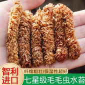 智利进口毛毛虫水苔蝴蝶兰专用水苔七星干苔藓兰花营养土苔藓植料