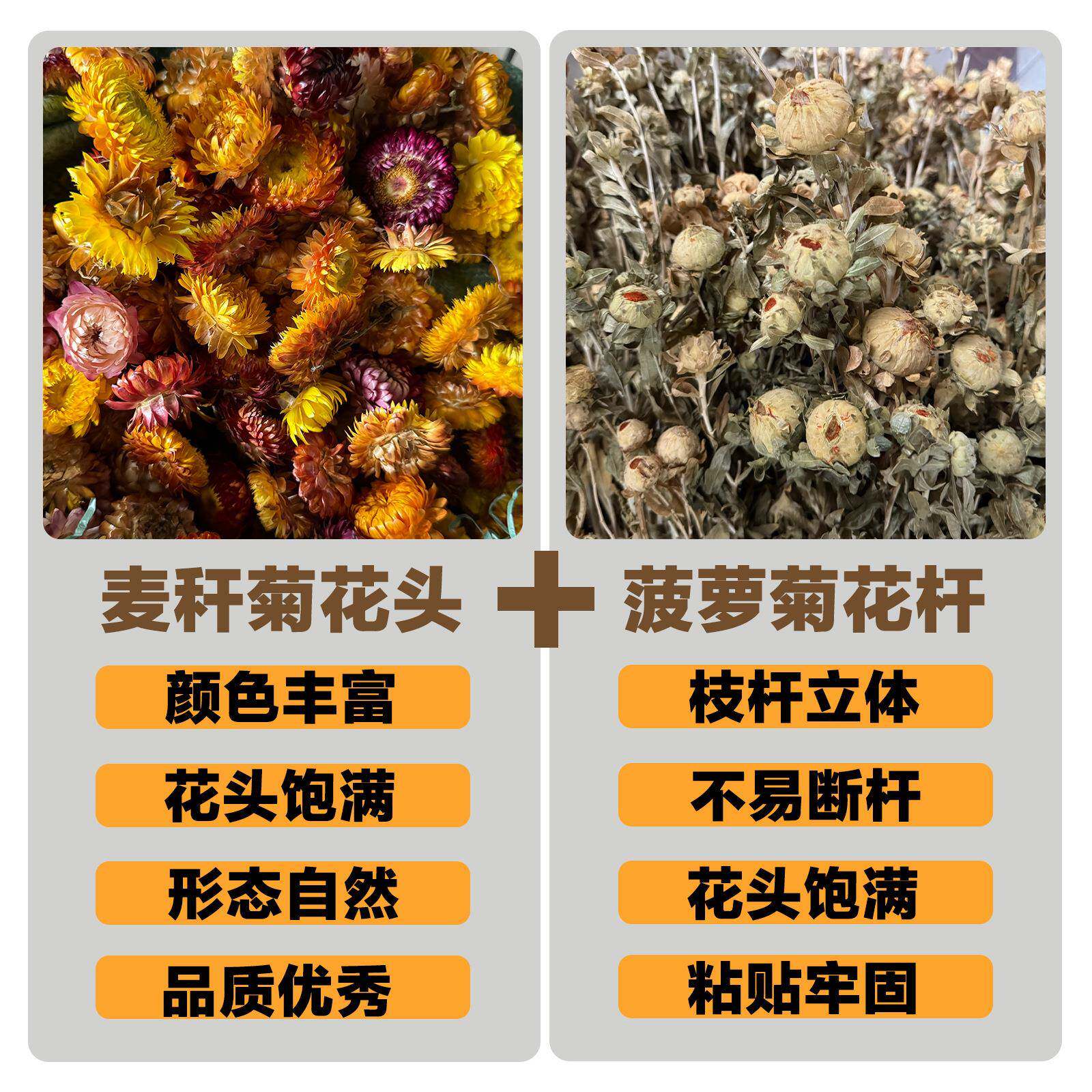 七彩菊麦秆菊菠萝菊干花花束ins家居装饰diy拍摄道具云南跨境