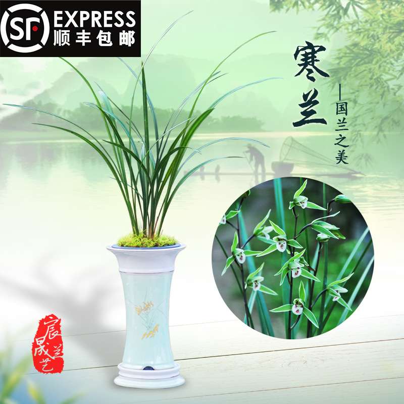 兰花苗细叶寒兰带花苞建兰四季兰墨兰春兰蕙兰阳台绿植物盆栽包邮