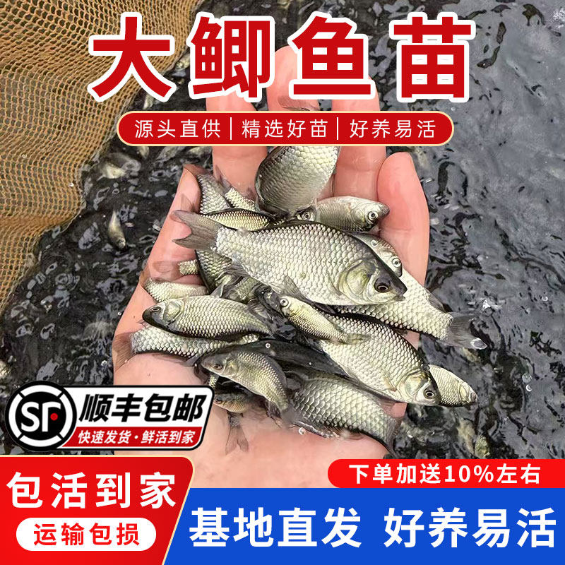【顺丰包邮】优质鲫鱼苗