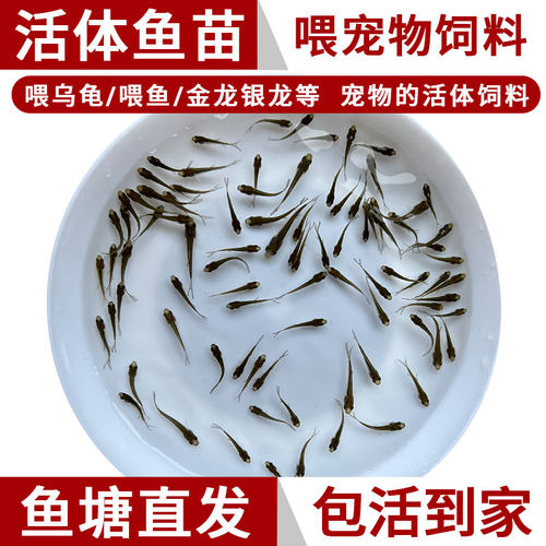 饲料鱼喂宠物用饵料鱼送10%防损