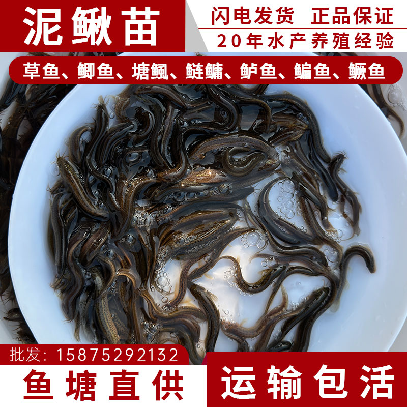 台湾泥鳅苗小泥鳅苗喂龟粮鱼苗鲜活筏钓活体饵料宠物饲料鱼小鱼苗