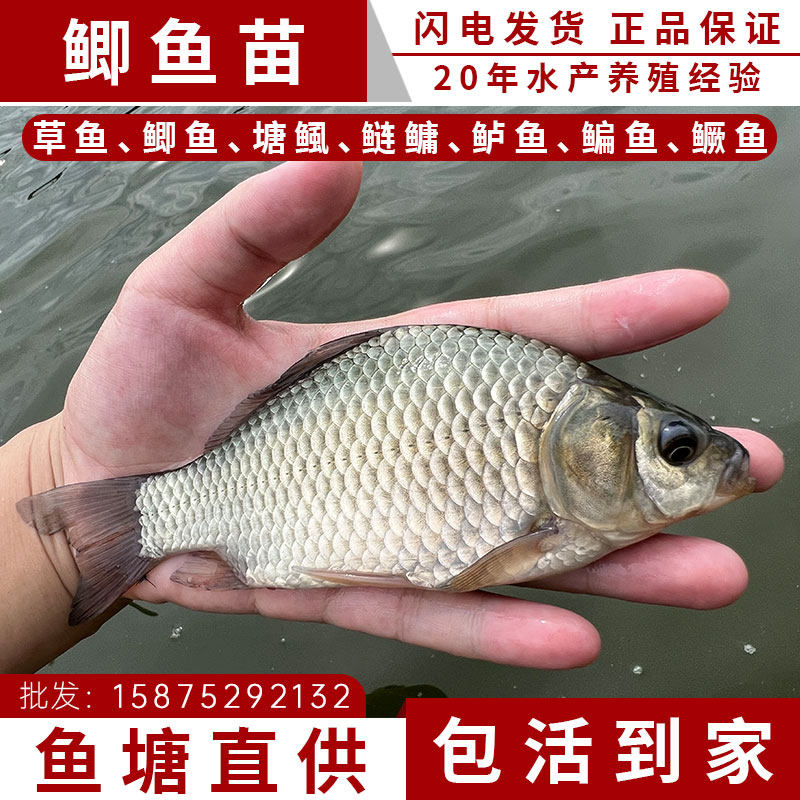 鲫鱼苗中科五号大规格白鲫土鲫银鲫大板工程湘云鲫小鲫鱼苗黄金鲫