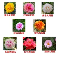 Дополнительные три типа из 10000 капсул [сорта сообщений]