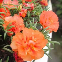 [TY3 Seeds] 21968 зерна апельсиновых подсолнечников+удобрения