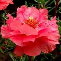 [TY4 Seeds] Красный подсолнечник 21968 Капсулы+удобрения