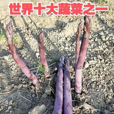 紫色芦笋根苗盆栽多年生
