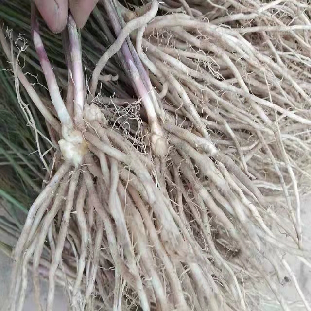 芦笋苗根紫色芦笋苗种四季蔬菜苗盆栽根苗种阳台庭院种植多年根生